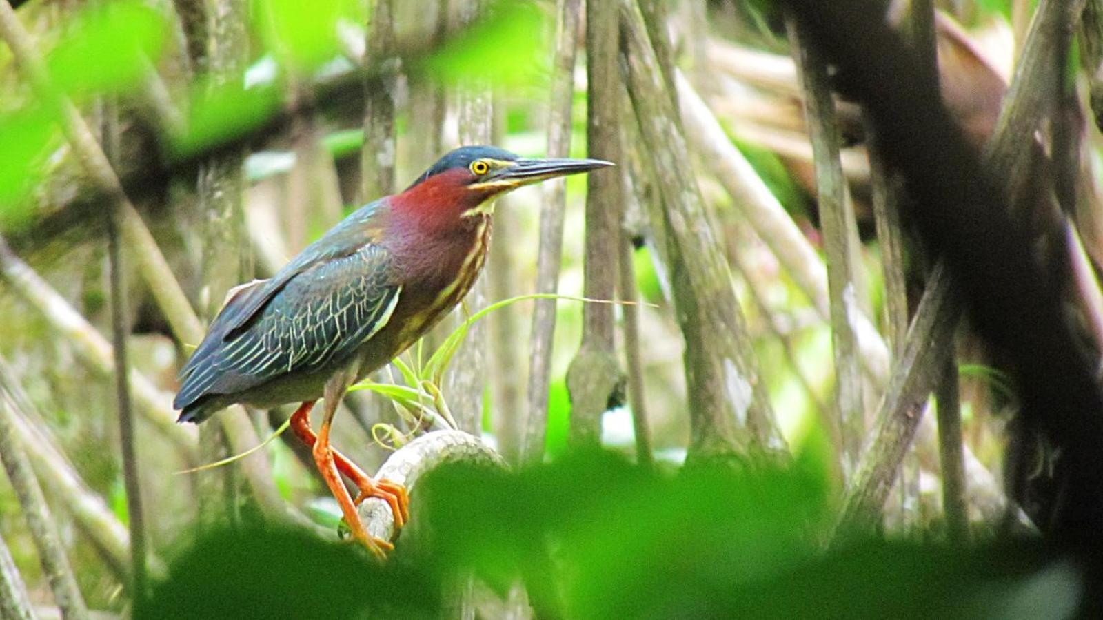 The Resort At Isla Palenque Member Of The Cayuga Collection 博卡奇卡 外观 照片